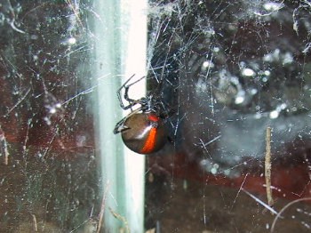 Spiderzrule: Keeping spiders